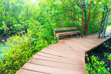 Wooden pathway into the mangrove jungle