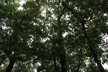 tree tops