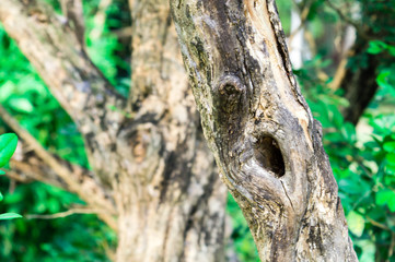 A hole in tree trunk of branch plant bark. Bird animal Nest Close up. Green moss tropical Forest environment in background. Animal Wildlife Nature environmental Conservation. National Discovery Park.
