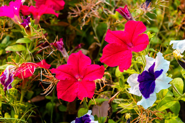 The garden pansy flower, wild viola hybrid flowering plants, red white and violet color variegated foliage spotted in rural environment. 