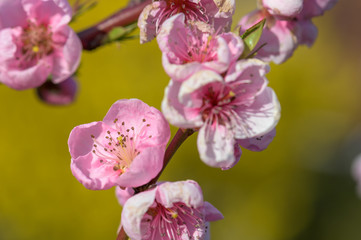 Fototapeta na wymiar pink peach blossom in spring