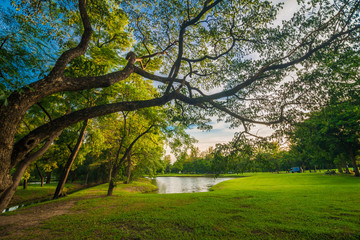 Green lawn with tree sunset in park
