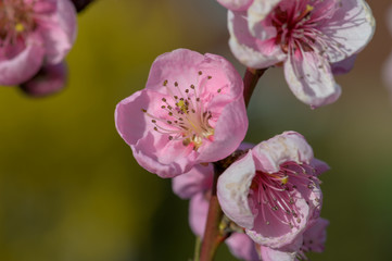 Naklejka na ściany i meble pink peach blossom in spring