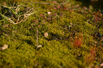 moss close-up. Selective focus