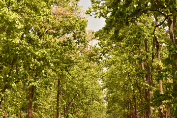Fototapeta premium green leaves background