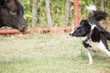 Working dog