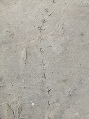 Traces of poultry on concrete