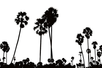 Silhouette coconut palm tree at sunset. nature outdoor photography. wallpaper of nature. isolated on white background.