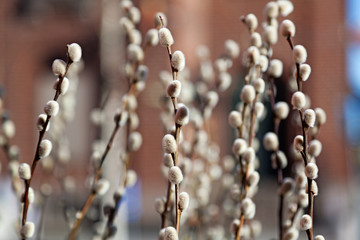 willow wets as decoration for Easter in Sweden © Peter