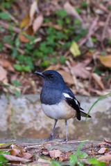view of a beautiful bird in nature