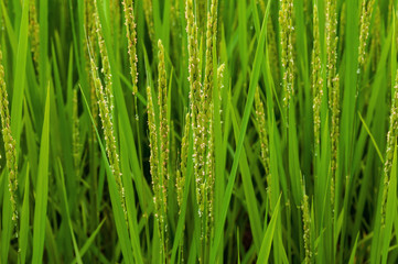 Fototapeta na wymiar 稲の花：咲いている時間はわずか１時間ほど地味に咲きます。