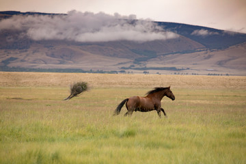 Wild Horses