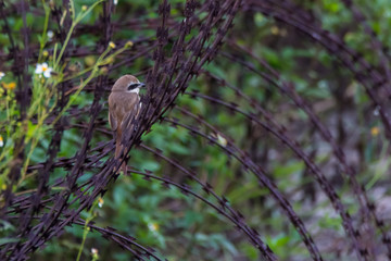view of a beautiful bird in nature