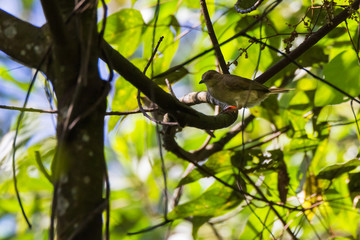 view of a beautiful bird in nature
