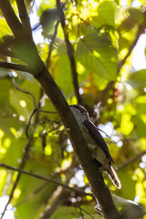 view of a beautiful bird in nature