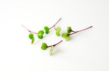 Microgreens of red cabbage arranged on a white background