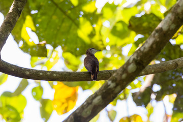 view of a beautiful bird in nature
