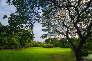 Fototapeta na wymiar Green lawn with tree sunset in park