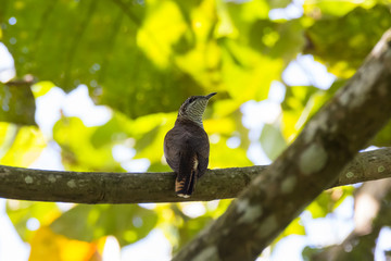 view of a beautiful bird in nature
