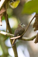 view of a beautiful bird in nature