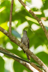 view of a beautiful bird in nature