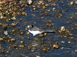 Japanese wagtail in the Hikiji River 7