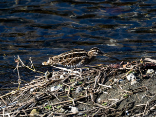 Common snipe on Hikiji riverside brush 2