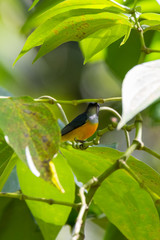 view of a beautiful bird in nature