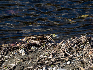 Common snipe on Hikiji riverside brush 4