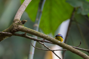 view of a beautiful bird in nature