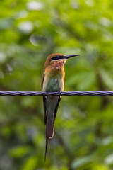 view of a beautiful bird in nature