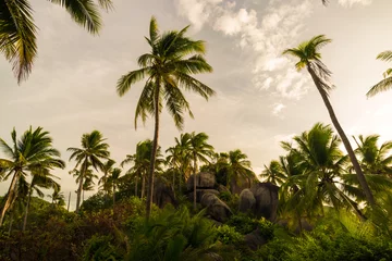Kokosnussbaum Feld Morgenhimmel Hintergrund © themorningglory