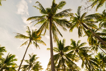 Fototapeta na wymiar Coconut palm tree forest in island of Koh Tao