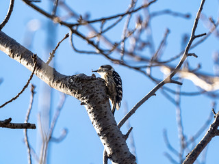 Japanese pygmy woodpecker in a bare tree 14