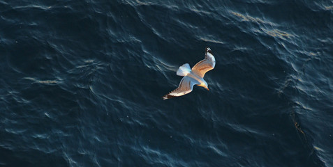 gull flying over water, view from above - Powered by Adobe
