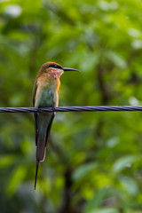 view of a beautiful bird in nature