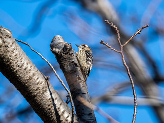 Japanese pygmy woodpecker in a bare tree 4