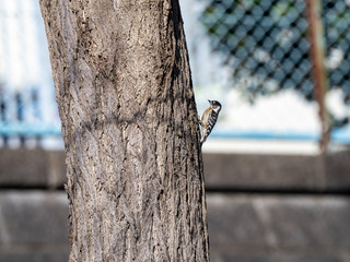Japanese pygmy woodpecker in a bare tree 10