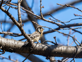 Japanese pygmy woodpecker in a bare tree 11