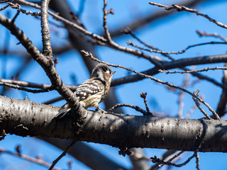 Japanese pygmy woodpecker in a bare tree 12