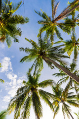 Obraz na płótnie Canvas Coconut tree field morning sky background