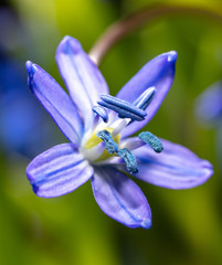 Blue flower on the nature in spring.