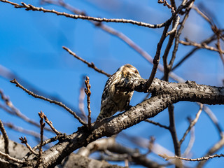 Japanese pygmy woodpecker in a bare tree 19