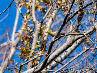 Japanese white-eye in a bare tree 1