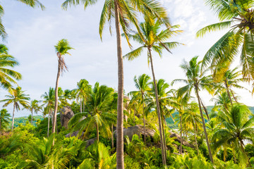 Obraz premium Coconut palm tree forest in island of Koh Tao