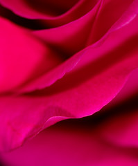 Beautiful pink rose flower as an abstract background