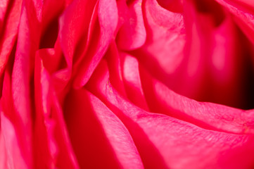 Obraz premium Beautiful pink rose flower as an abstract background