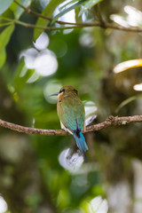 view of a beautiful bird in nature