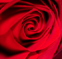 Beautiful red rose flower as an abstract background