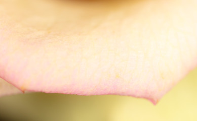 Beautiful rose flower as an abstract background.